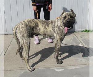 Mutt Dogs for adoption in Louisville, KY, USA