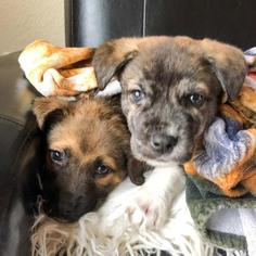 Weimaraner Dogs for adoption in Austin, TX, USA
