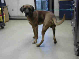 Black Mouth Cur Dogs for adoption in Fayetteville, NC, USA