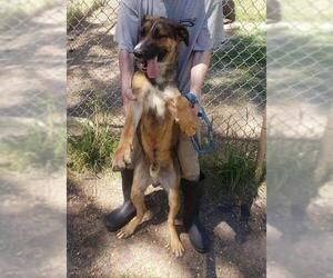 Medium Photo #1 German Shepherd Dog Puppy For Sale in Albany, GA, USA