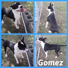 American Pit Bull Terrier-Unknown Mix Dogs for adoption in Alvarado, TX, USA
