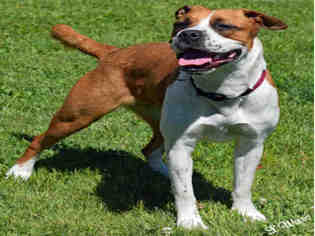 Bullboxer Pit Dogs for adoption in Ogden, UT, USA