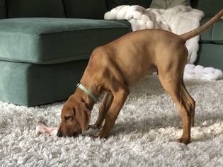 Redbone Coonhound Dogs for adoption in McKinney, TX, USA