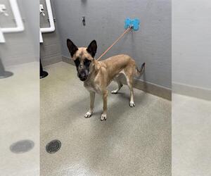 Mutt Dogs for adoption in Las Vegas, NV, USA