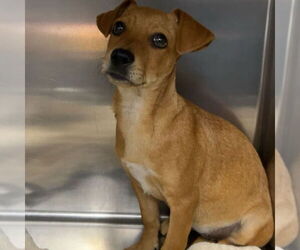 Chihuahua-Unknown Mix Dogs for adoption in Chico, CA, USA