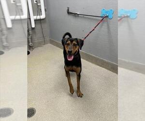 Doberman Pinscher-Unknown Mix Dogs for adoption in Las Vegas, NV, USA