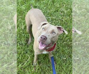 American Staffordshire Terrier Dogs for adoption in Fort Lauderdale, FL, USA