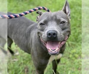 American Pit Bull Terrier Dogs for adoption in Lucedale, MS, USA