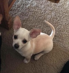 Medium Photo #1 Chug Puppy For Sale in Lake Arrowhead, CA, USA