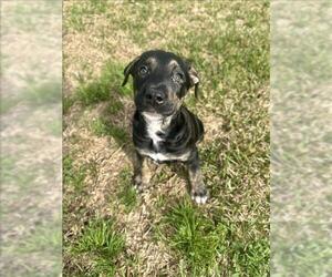 Labrador Retriever Dogs for adoption in Conroe, TX, USA