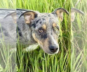 Catahoula Leopard Dog-Unknown Mix Dogs for adoption in Lee's Summit, MO, USA