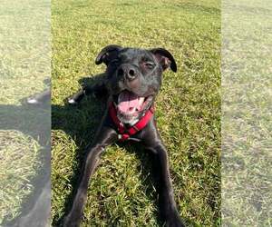American Pit Bull Terrier-Unknown Mix Dogs for adoption in Yuba City, CA, USA