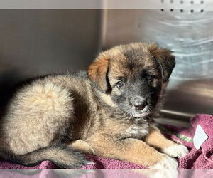 German Shepherd Dog-Unknown Mix Dogs for adoption in Rancho Cucamonga, CA, USA