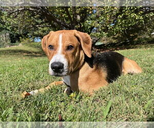 Mutt Dogs for adoption in Candler, NC, USA