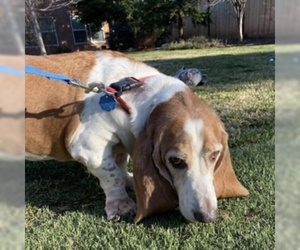 Basset Hound Dogs for adoption in Redding, CA, USA