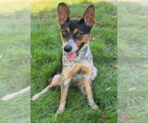 Mutt Dogs for adoption in Omaha, NE, USA