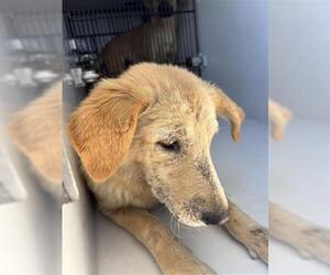Golden Retriever Dogs for adoption in Houston, TX, USA