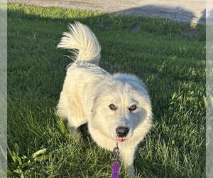 Great Pyrenees-Unknown Mix Dogs for adoption in Evansville, IN, USA