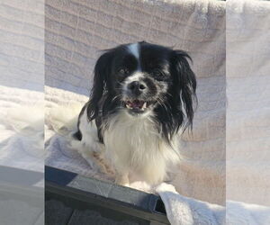 Shiranian Dogs for adoption in Oakhurst, NJ, USA