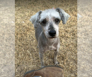 Mutt Dogs for adoption in Cranston, RI, USA