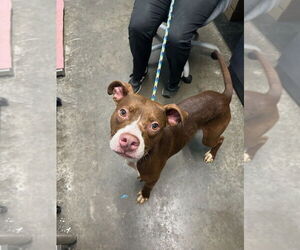 American Pit Bull Terrier Dogs for adoption in Evansville, IN, USA