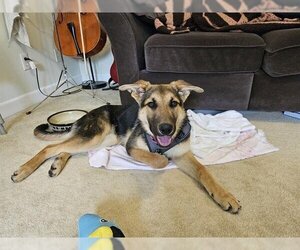 German Shepherd Dog Dogs for adoption in Raleigh, NC, USA