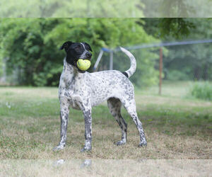 German Shorthaired Pointer Dogs for adoption in Cookeville, TN, USA