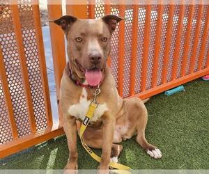 American Pit Bull Terrier-Unknown Mix Dogs for adoption in Las Vegas, NV, USA