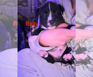 American Pit Bull Terrier-Unknown Mix Dogs for adoption in Belleville, MI, USA