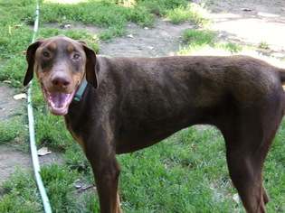 Doberman Pinscher Dogs for adoption in Yakima, WA, USA