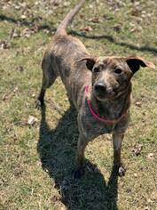 Mountain Cur-Unknown Mix Dogs for adoption in Howell, MI, USA