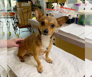 Chiweenie Dogs for adoption in Benton, LA, USA