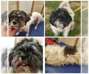 Shih Tzu Dogs for adoption in Plymouth, MN, USA