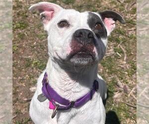 American Pit Bull Terrier Dogs for adoption in Aurora, CO, USA