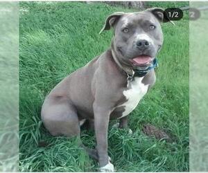 American Pit Bull Terrier Dogs for adoption in Encino, CA, USA