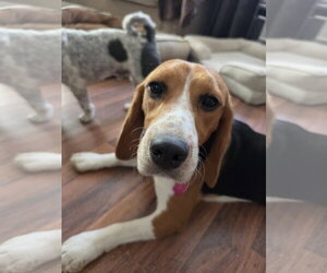 Beagle Dogs for adoption in Las Vegas, NV, USA