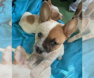 Mutt Dogs for adoption in Garden City, NY, USA