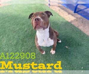 Mutt Dogs for adoption in HESPERIA, CA, USA