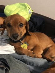 Dachshund Dogs for adoption in Wylie, TX, USA