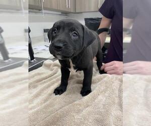 American Pit Bull Terrier Dogs for adoption in Baytown, TX, USA