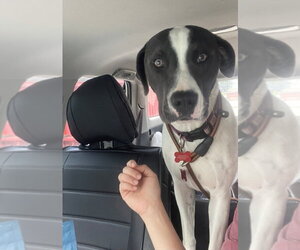 Pointer-Unknown Mix Dogs for adoption in Lakewood, CO, USA