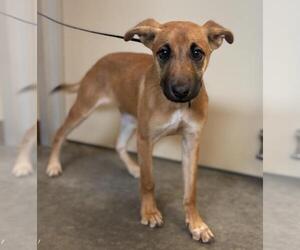 German Shepherd Dog-Unknown Mix Dogs for adoption in Texas City, TX, USA