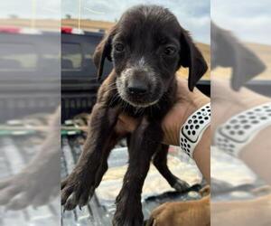 American Pit Bull Terrier Dogs for adoption in Bakersfield, CA, USA