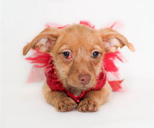 Chihuahua-Unknown Mix Dogs for adoption in phoenix, AZ, USA