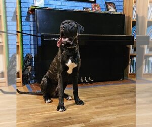 Mastiff Dogs for adoption in Derwood, MD, USA