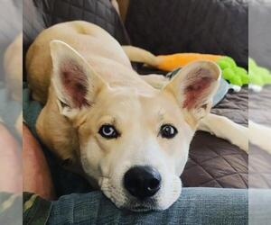 Australian Shepherd-Siberian Husky-Golden Retriever Mix Dogs for adoption in Des Moines, IA, USA