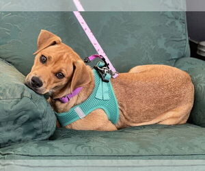 Feist Terrier-Unknown Mix Dogs for adoption in Mundelein, IL, USA