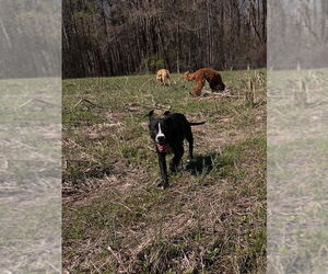 American Staffordshire Terrier-Retriever  Mix Dogs for adoption in Caribou, ME, USA