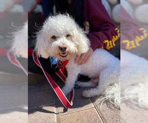 Bichon Frise Dogs for adoption in Lake Forest, CA, USA