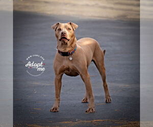 Unknown-Weimaraner Mix Dogs for adoption in Salt Lake City, UT, USA